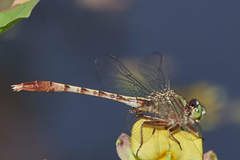 Arigomphus pallidus