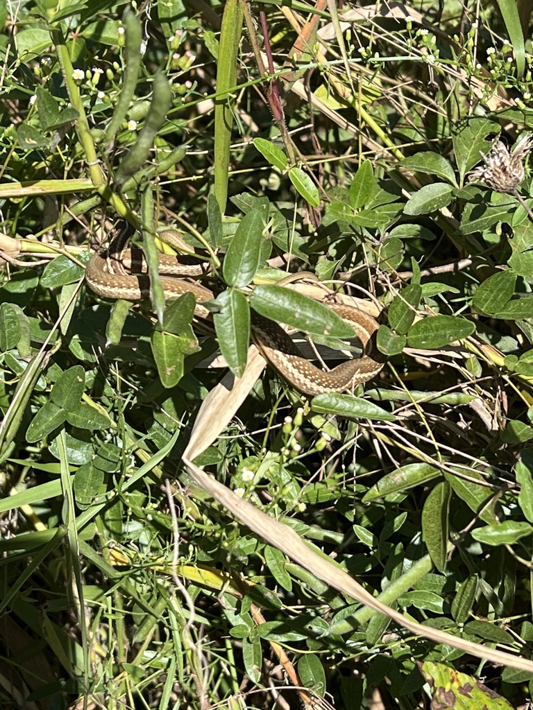 Eastern Ribbon Snake from Harris Neck National Wildlife Refuge ...