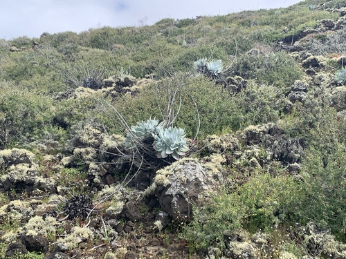 Dudleya anthonyi