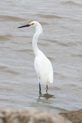 Egretta thula