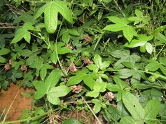 Gossypioides kirkii