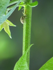Gossypioides kirkii