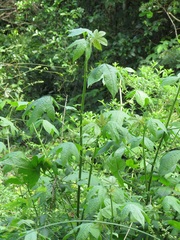 Gossypioides kirkii