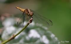 Erythrodiplax melanorubra