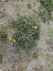 Helianthus niveus