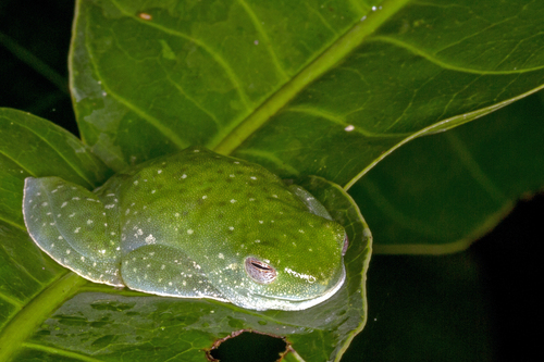 Doris' Lime Treefrog