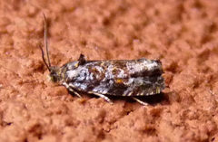 Olethreutes albiciliana