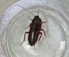 Blatta orientalis