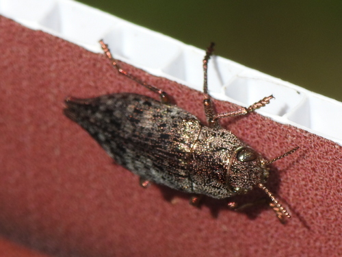 Flat-headed Hardwood Borer photo 5