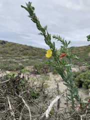 Eulobus crassifolius