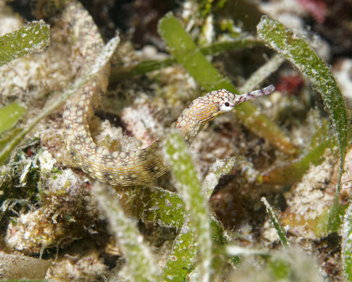 Manyspotted pipefish (Corythoichthys polynotatus) — Syngnathidae — 2