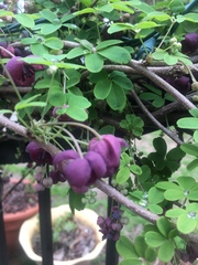Akebia