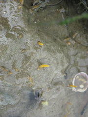 Ciocalypta polymastia