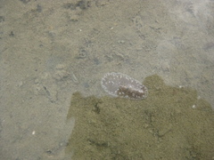 Acotylea