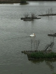 Pelecanus erythrorhynchos