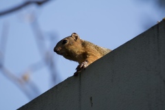 Notocitellus annulatus