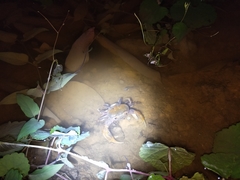 Nanhaipotamon formosanum