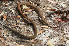 Pygopus lepidopodus