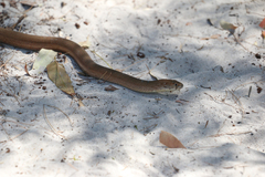 Pygopus lepidopodus