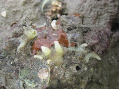 Ciocalypta penicillus