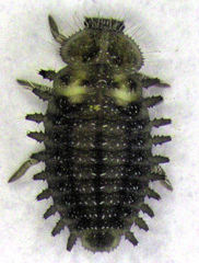 Diomus notescens