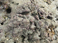 Asterocarpa humilis