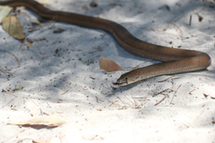 Pygopus lepidopodus