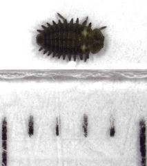 Diomus notescens