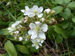 Rubus floribundus