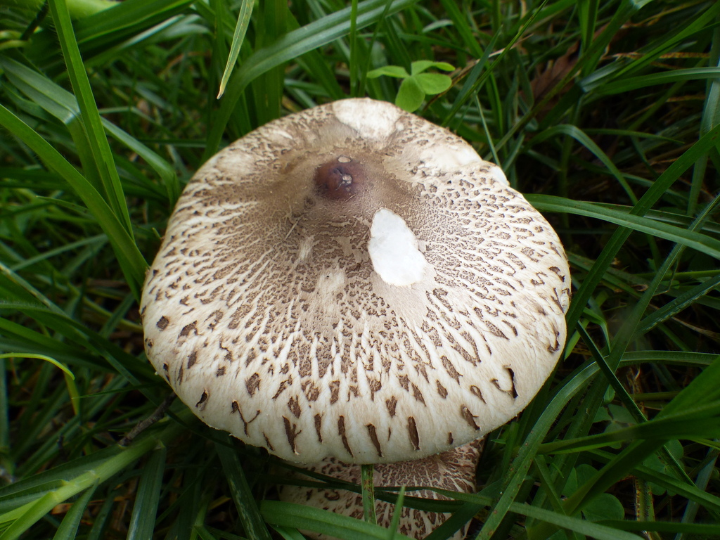 Macrolepiota colombiana · October 2023 · photo: © biotariel (iNaturalist, cc-by)