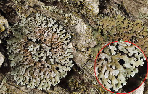 Bottlebrush Frost Lichen