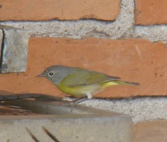Leiothlypis ruficapilla