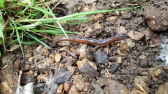 Plethodon angusticlavius