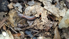Plethodon angusticlavius