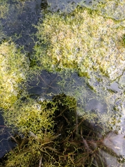 Riccia fluitans