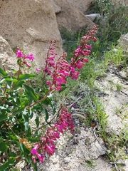 Penstemon clevelandii clevelandii