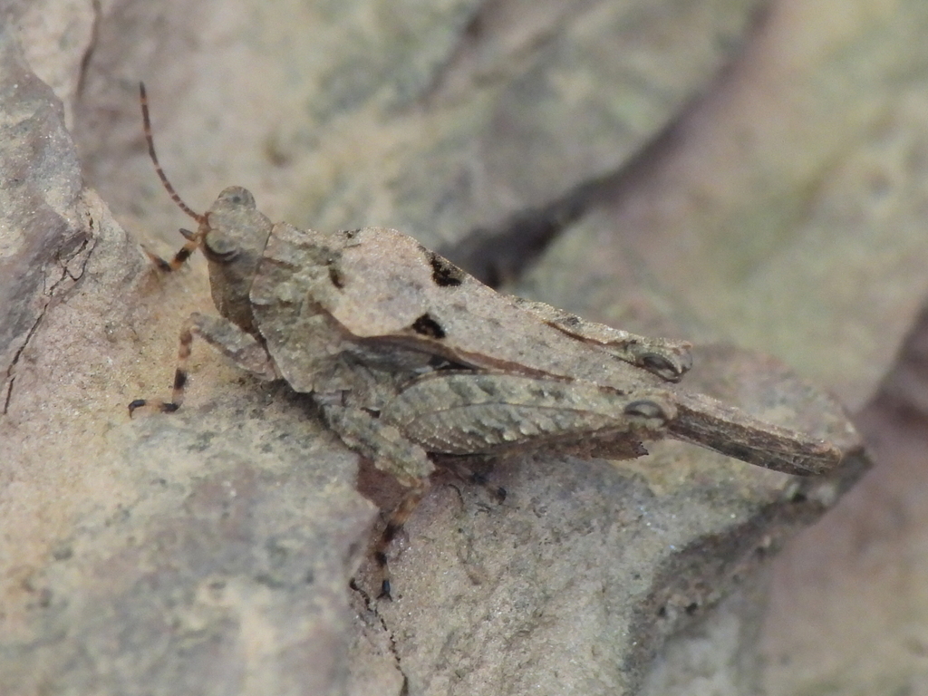 Obscure Pygmy Grasshopper