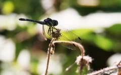 Micrathyria hypodidyma