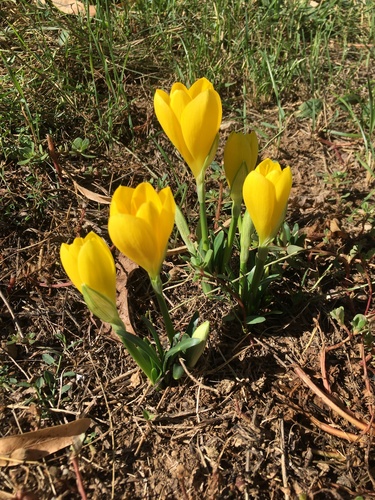 Winter Daffodil