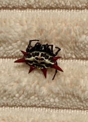 Gasteracantha cancriformis