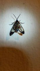 Cosmosoma centralis