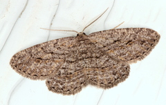 Zermizinga sinuata