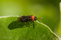 Eutomostethus ephippium