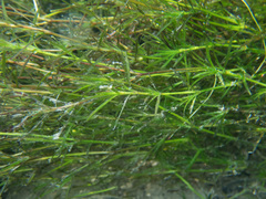 Najas guadalupensis