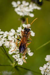 Tenthredo campestris