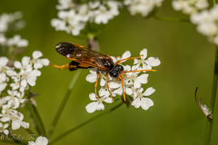 Tenthredo campestris
