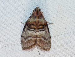 Pococera militella