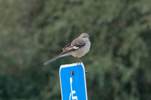 Sinsonte norteño (Mimus polyglottos)