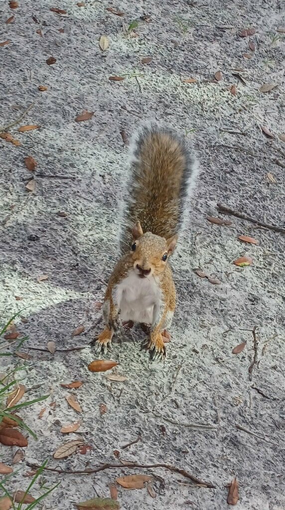 Eastern Gray Squirrel from Tampa, FL, USA on October 2, 2023 at 03:27