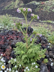 Phacelia ixodes